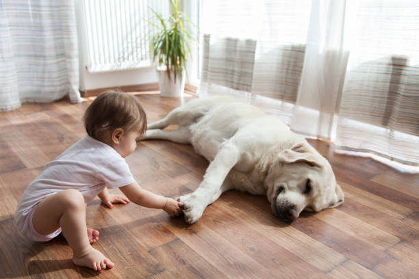 Pet friendly Flooring | America's Carpet Outlet